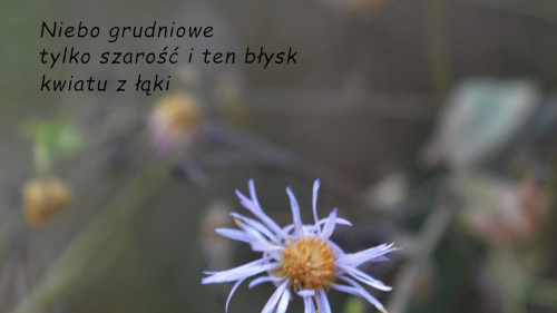 fot.: Urszula Winiarska